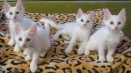 Ce să numim o pisică albă: criterii de selecție a poreclei